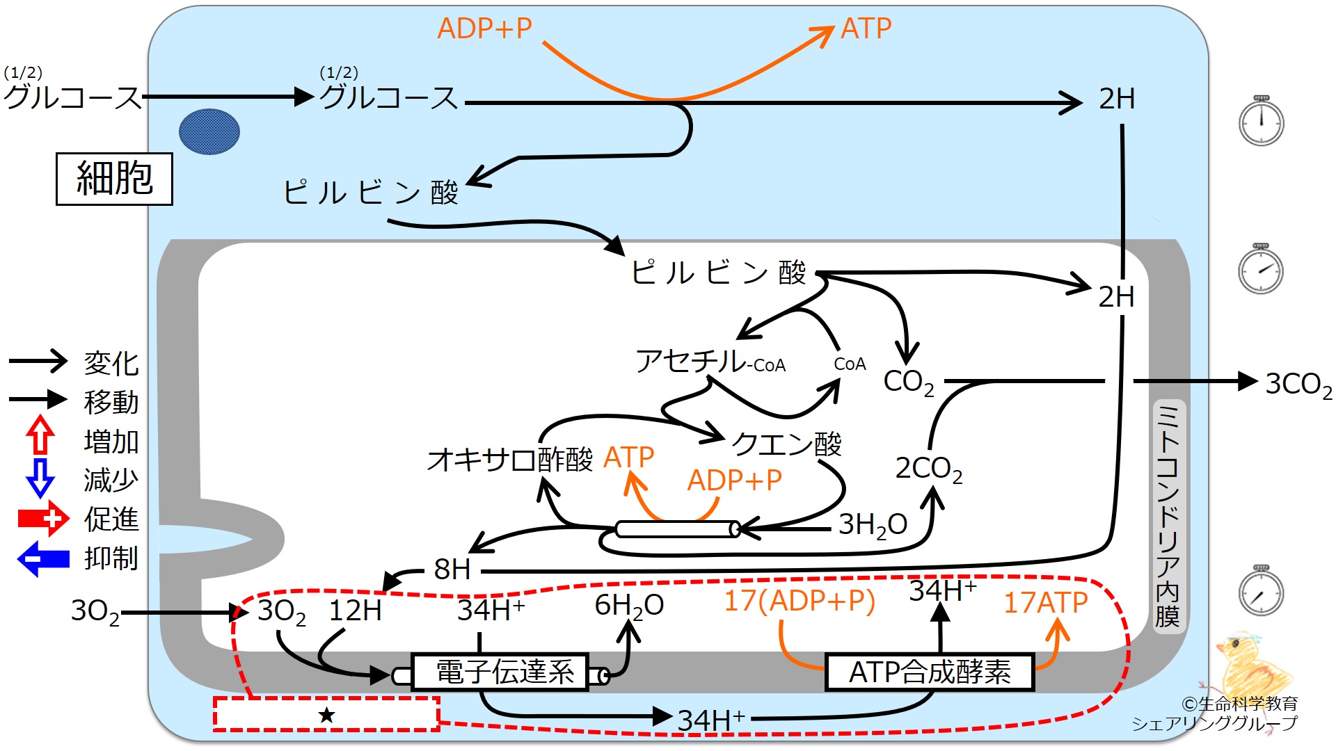 ./images/Oxidativephosphorylationquiz.jpg