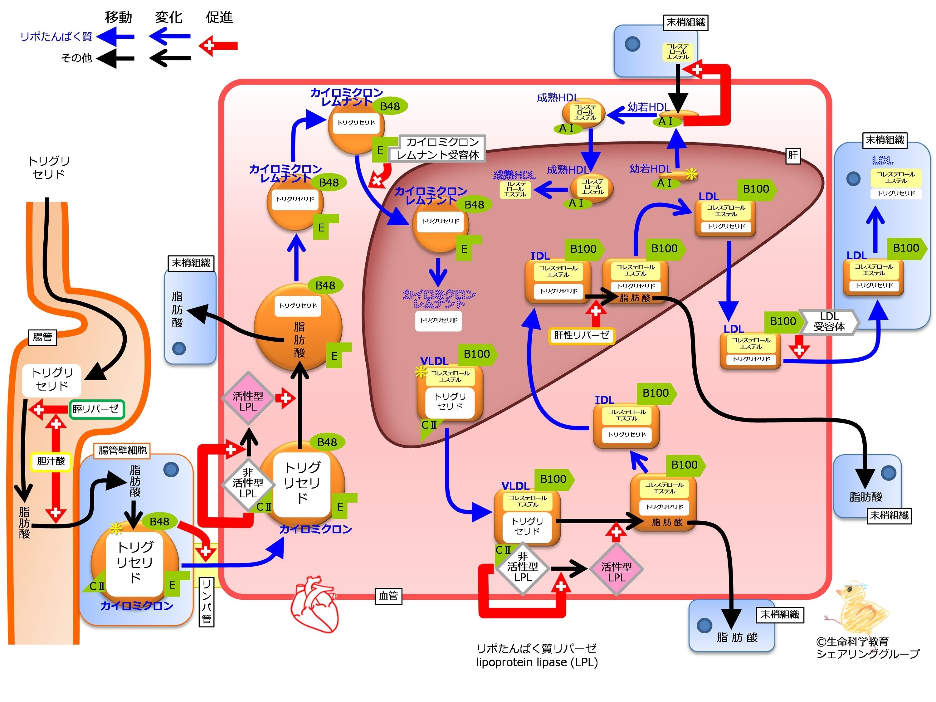 ./images/LipoProteinSummaryWithApoFlipped.jpg