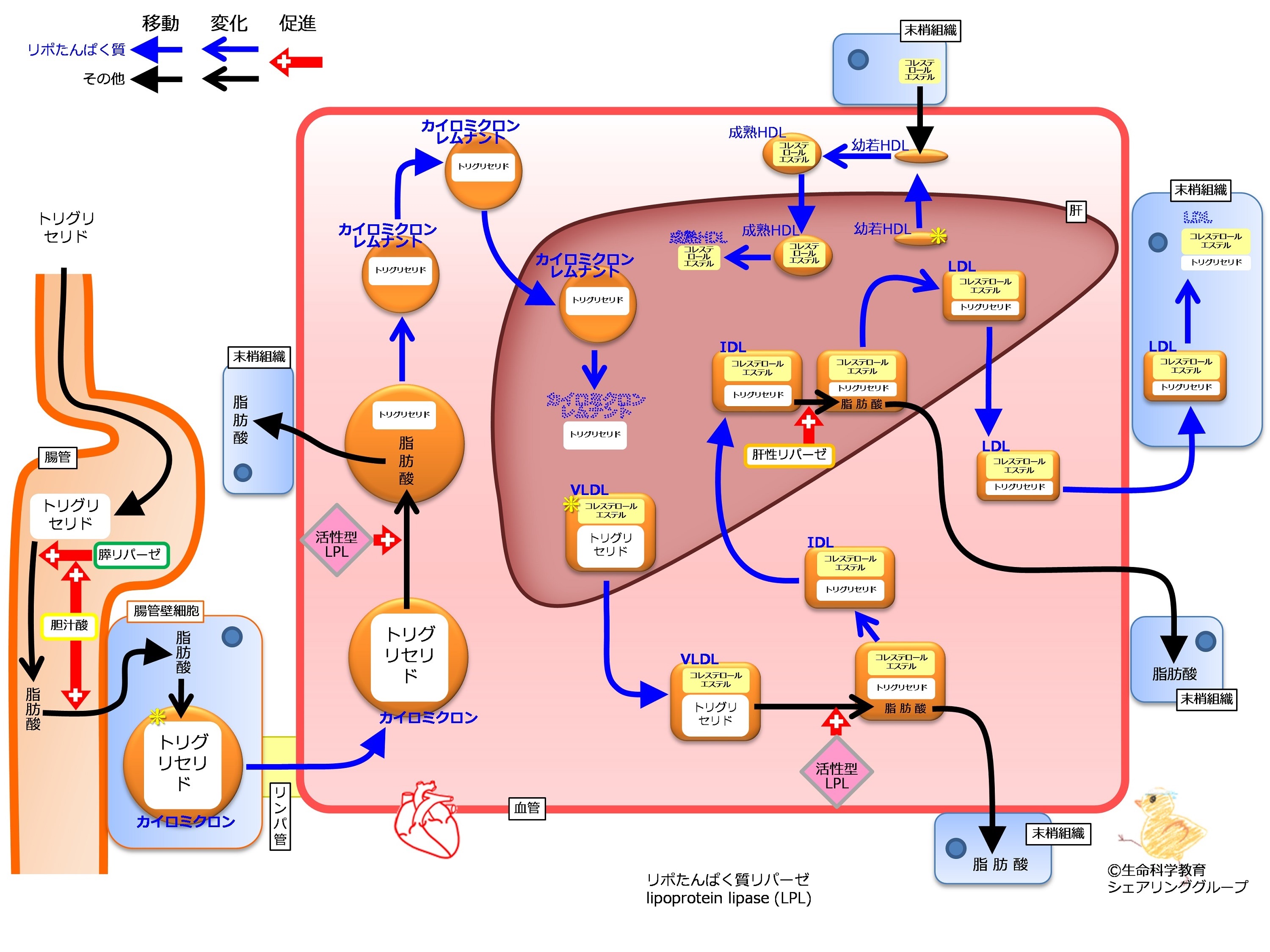 ./images/LipoProteinSummaryNoApoFlipped.jpg