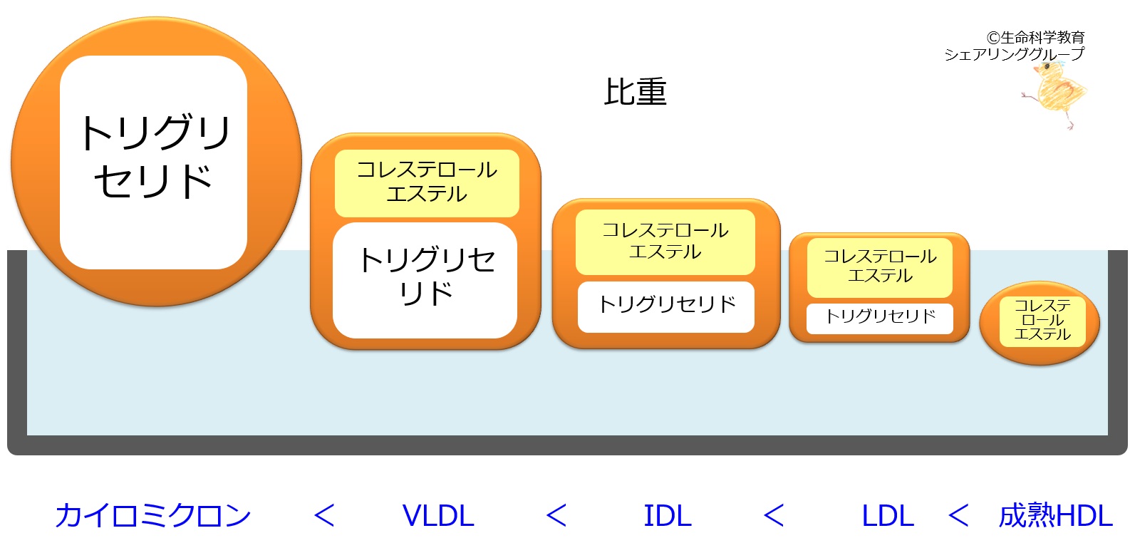 ./images/リポたんぱく質比重.jpg