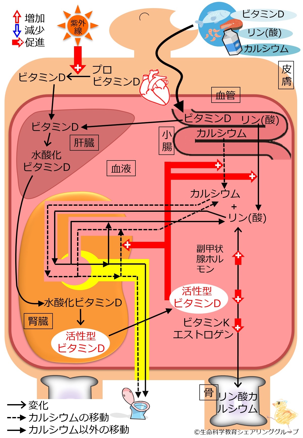 ./images/CalciumAndPhosphateInNormalKidney.jpg