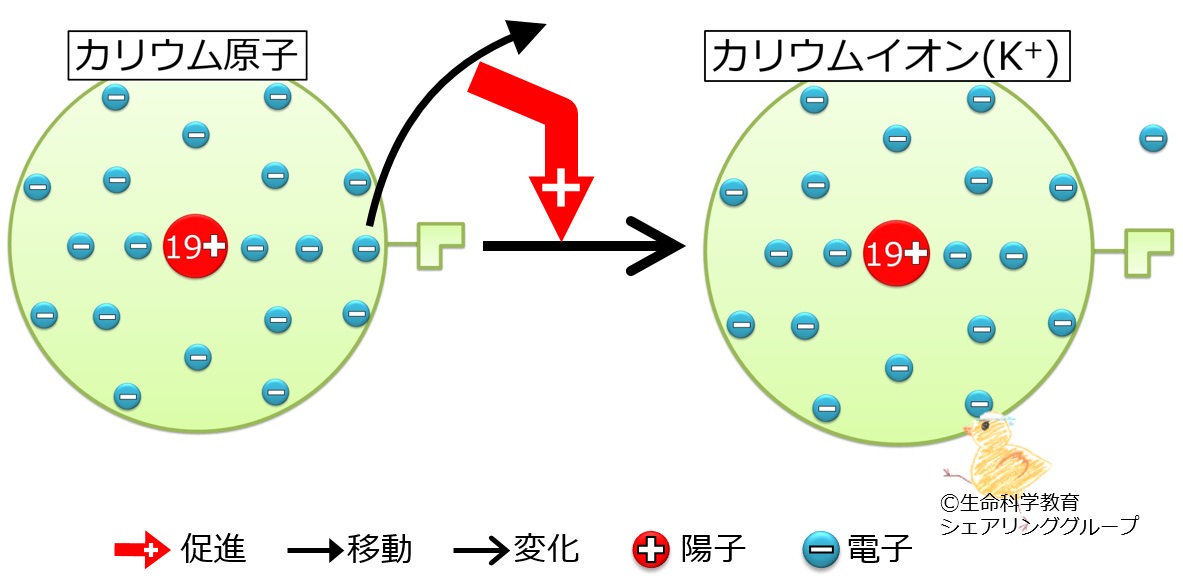 カリウムのイオン.jpg