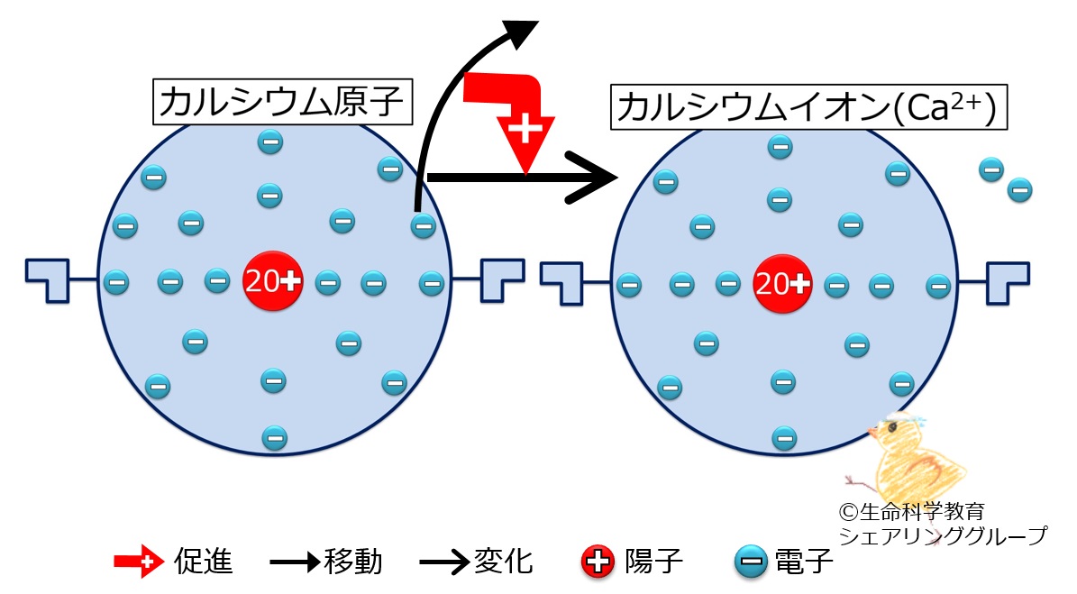 カルシウムのイオン.jpg