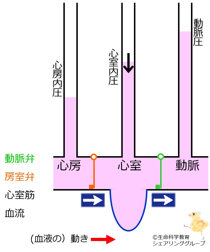 ./images/弛緩期_クイズ.jpg