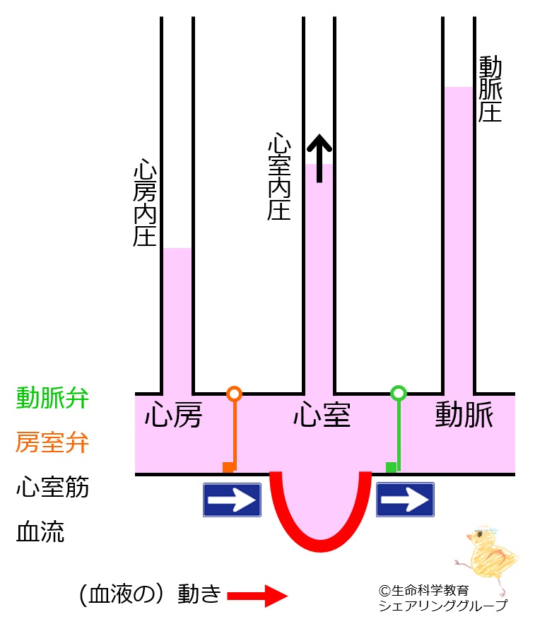 ./images/緊張期_クイズ.jpg