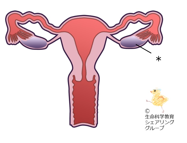 ./images/クイズ_卵巣.jpg