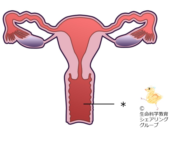 ./images/クイズ_膣.jpg