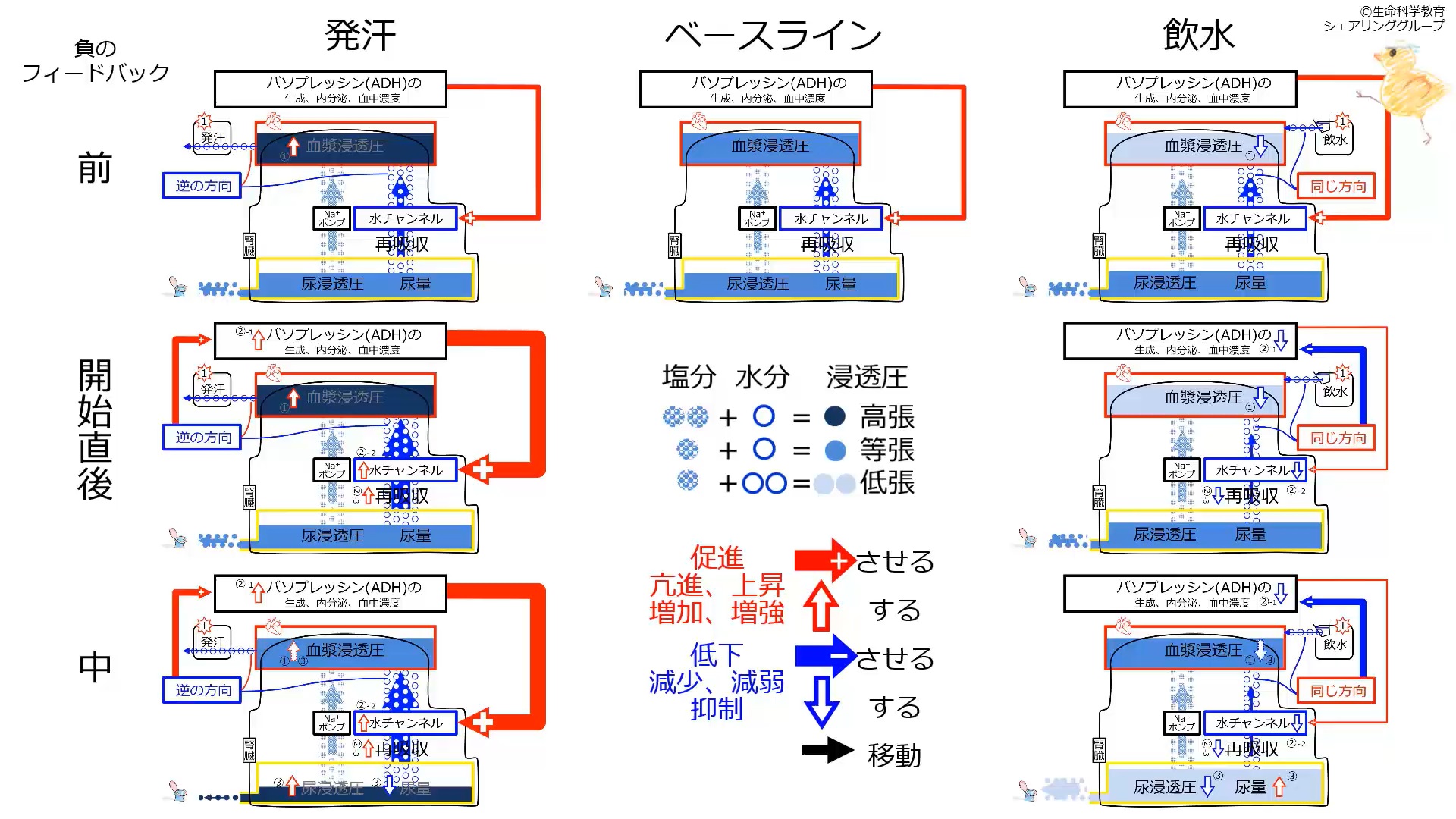 ADHControlSummaryJpn.jpg