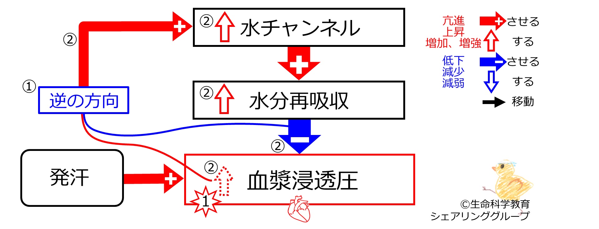 SweatingDuringBasicFeedbackToWaterChannels-JPN.jpg