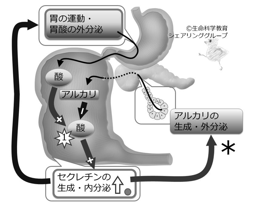 ./images/Secretin-quiz03.jpg
