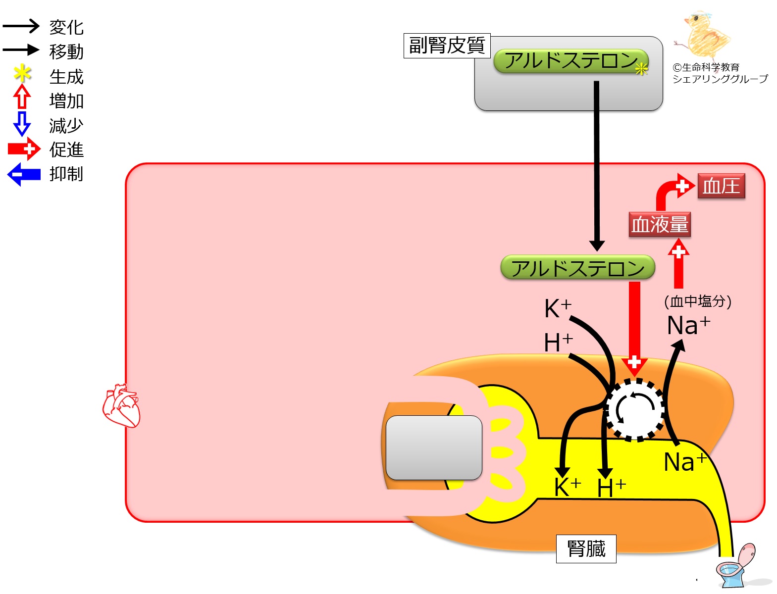 アルドステロン作用2.jpg