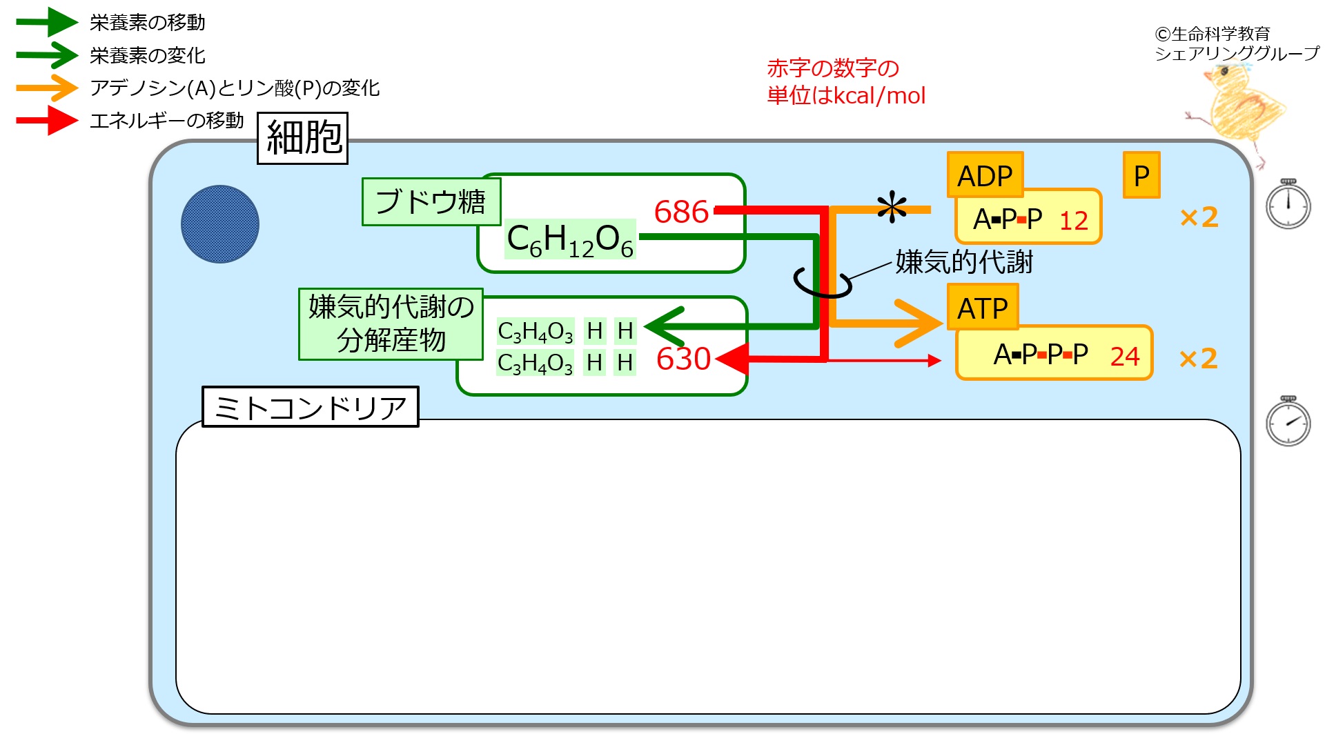 ./images/嫌気的代謝_クイズ2.jpg