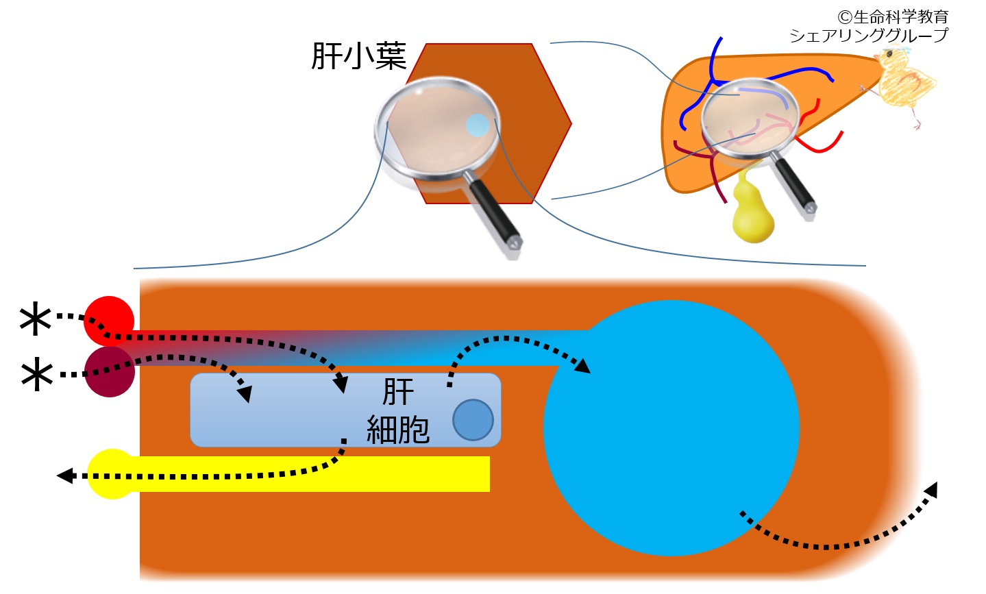 ./images/門脈固有肝動脈_クイズ.jpg
