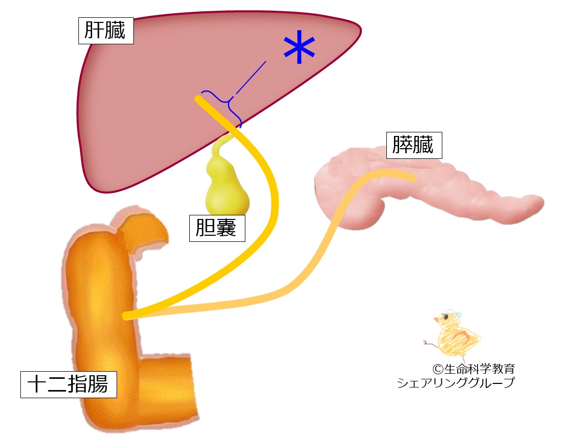./images/肝管クイズ.jpg