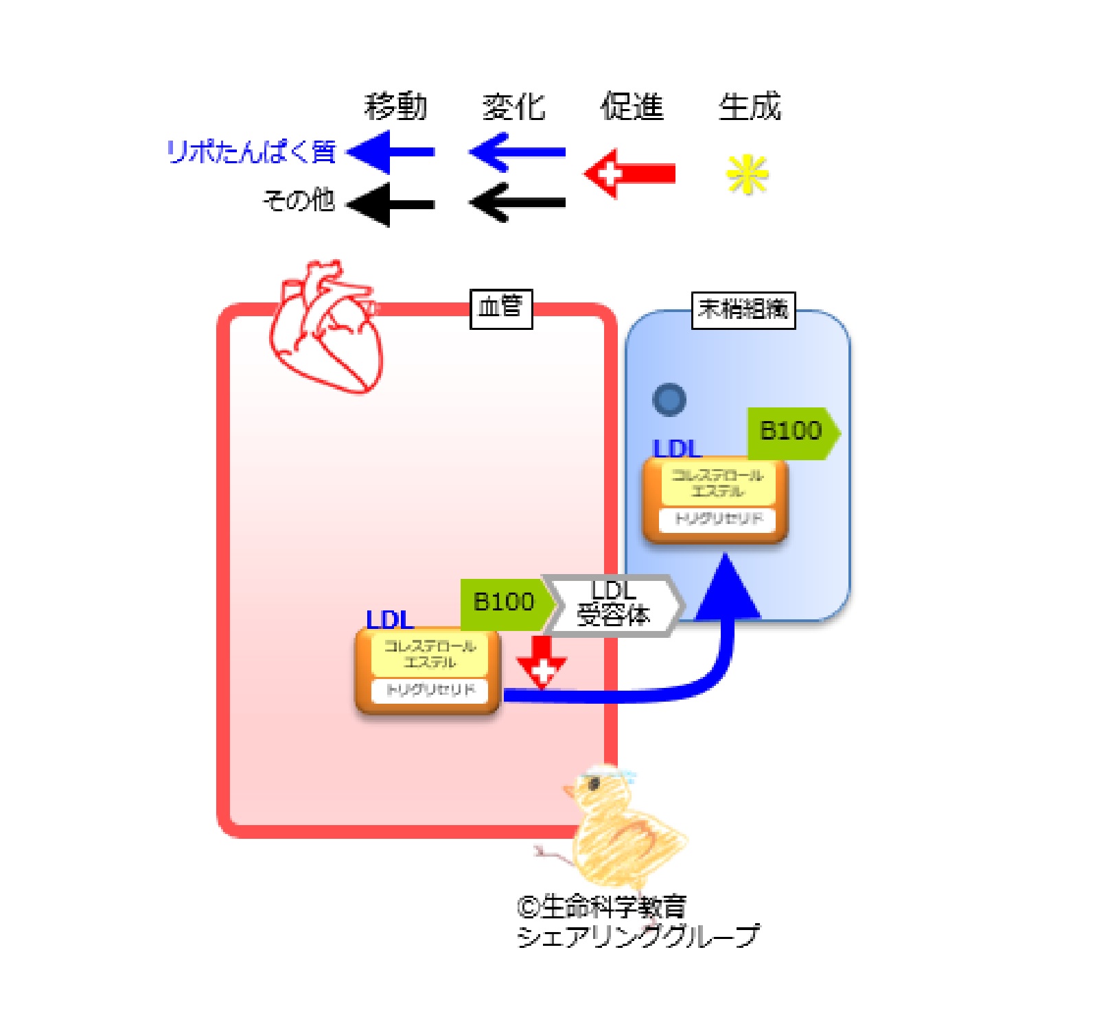 アポリポたんぱく質B100.jpg