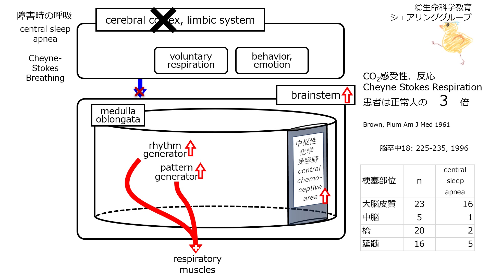 RespiratoryControlCerebralCortexDamagedAsleep.jpg