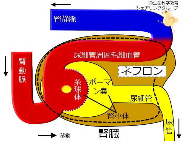 ./images/Kidneymicrosturcture.jpg